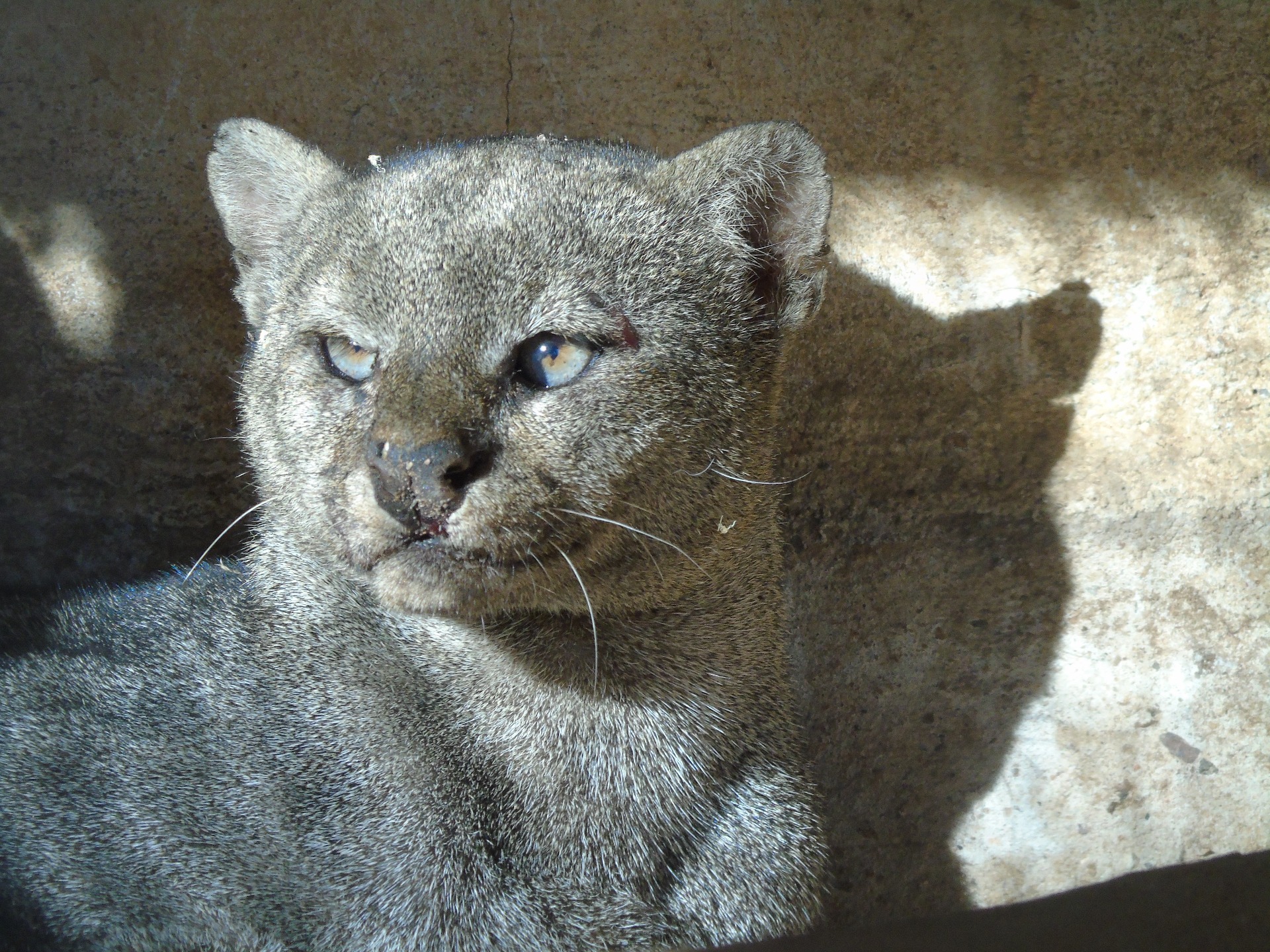 Gato-mourisco (Puma yagouaroundi) espécie ameaçada de extinção - Foto: Paulo Maier